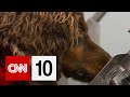 COVID-19 Detection Using Sniffer Dogs