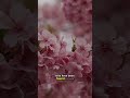 🌳 RAINFORESTS' HIDDEN NETWORKS #Shorts