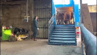 Import of limousine calves from France to a bull farm / Limousine Bull / The best bull meat#bullfarm