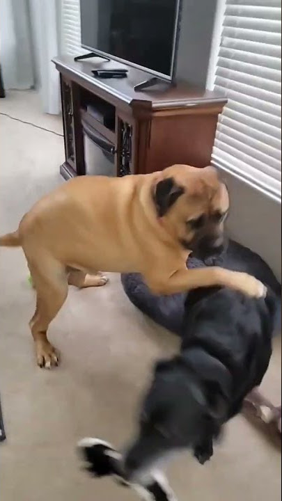 This dog is gay #shorts