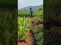Farmer life | SSMB29 | Farming #ytshorts