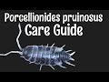 Porcellionides pruinosus isopod care guide