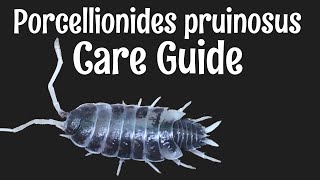 Porcellionides pruinosus Isopod Care Guide