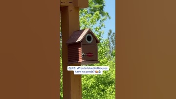 Why do bluebird houses have no perch ?😀 #kingsyard #bluebirds #birdhouse