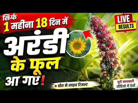 Castor plants started flowering in 1 month and 18 days