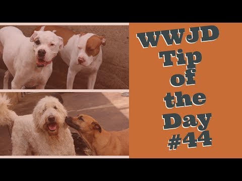 what-would-jeff-do?-dog-training-tip-of-the-day-#43-bark-collars