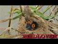 Impressive of mother bird ,feeding four babies.