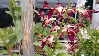 live anggrek sore harga ekonomis