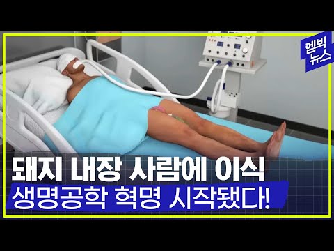[엠빅네이처] 세계에서 처음으로 돼지의 신장을 사람에게 이식하는데 성공했다. 이종간 장기 이식의 돌파구가 열리고 있다