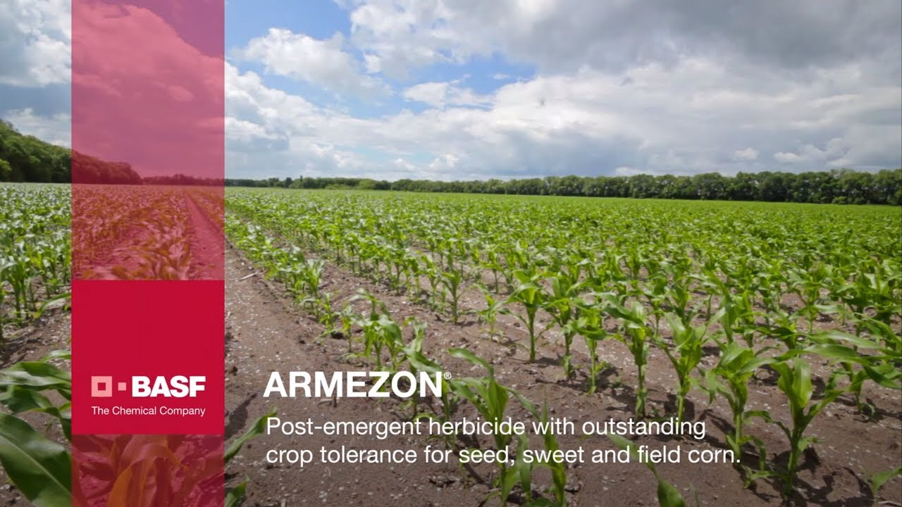 Armezon Herbicide Grower Testimonials | BASF