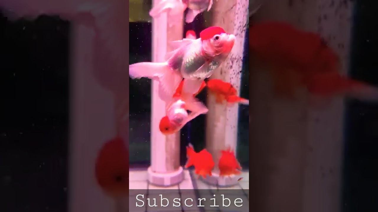 Beautiful Oranda Red Cap Gold Fish Tank 