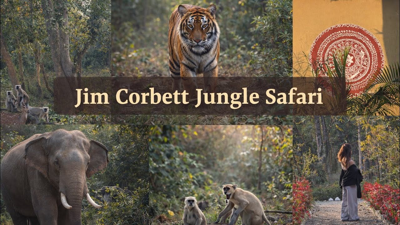 JIM CORBERT NATIONAL PARK JUNGLE SAFARI 🐅 |Spotted Wild tiger, elephants & Nature experience