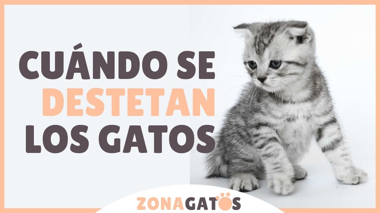 Cuando se puede separar a un gato de su madre