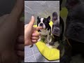 Frenchie Every Day 13 #frenchbulldog #cutedogs #frenchie #fyp #funnypets #bulldog #americanbully