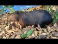 Mergulho da Capivara - Canal das Taxas - R. Bandeirantes