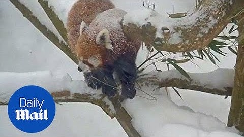 Red pandas enjoy the snowy weather in upstate New York - Daily Mail