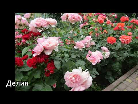 Роза делия фото и описание отзывы