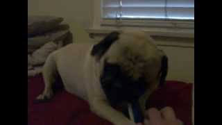 MY PUG NEMO PROTECTS HIS BONE!!!
