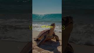 The Turtle Theory: Why Patience and Progress Go Hand in Hand