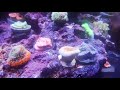 Морской аквариум/ marine tank