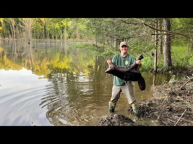 catching a beaver with fishing pole Dam - Beaver Dam Carbon Fiber Combo This special edition combo is designed for fun and functionalityperfect for catching panfish on the ice Jared Jeschke and son catch
