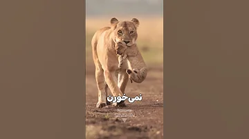 راز شگفت انگیز گربه سانان چرا شیرها بچه هایشان را از گردن می گیرند 