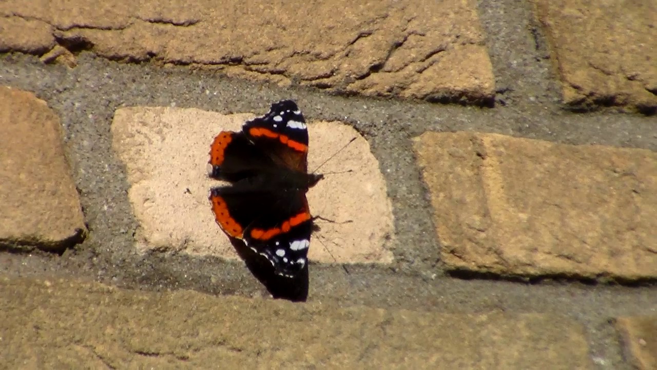 Agressive butterflies! Territorial Atalanta YouTube