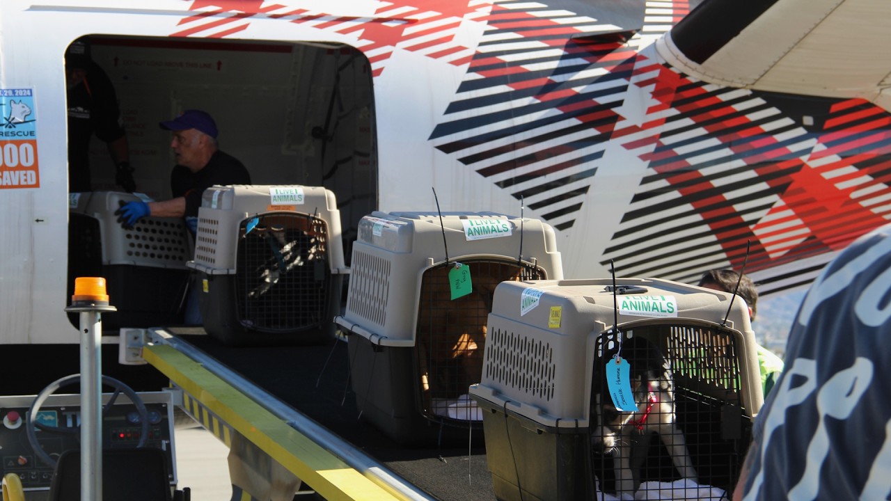 Wings Of Rescue: Flying Shelter Animals Across the U.S | LA Wildlife Relief Efforts