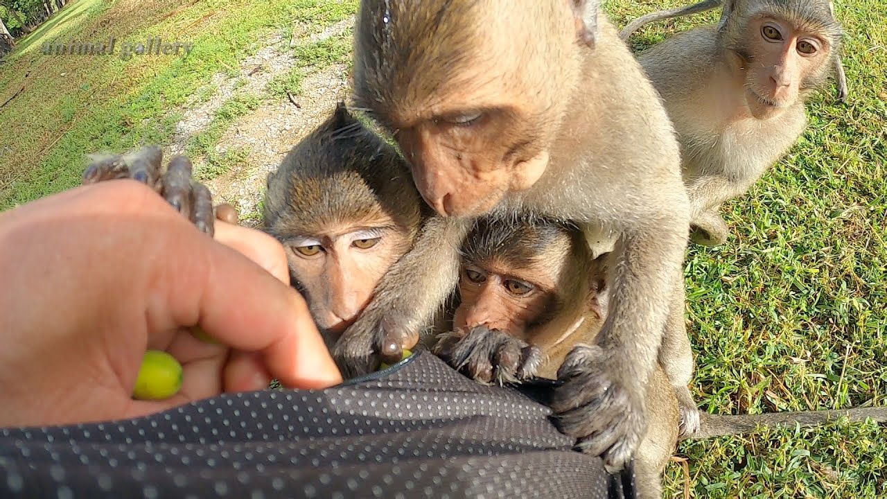 Mila group monkey are very hungry,  So Sad to see them in the poverty