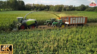 part 4 Cornharvest 2023 Van Rulo Claas jaguar 950 +750 orbis +John Deere+fendt +dronefootage