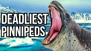 Ranking 9 Deadly Pinnipeds Based On The Largest Prey They Target