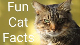Unexpected Cat Fact You Should Know - Fun Cat Facts - TO INCREASE by TO INCREASE 126 views 1 year ago 5 minutes, 3 seconds