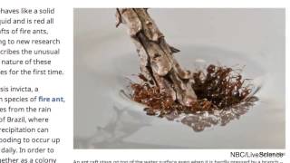 Fire Ants Form A Raft With Their Bodies To Avoid Drowning