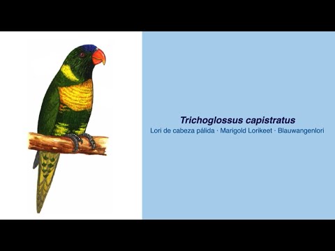 350 Parrot Species - #19 Trichoglossus capistratus