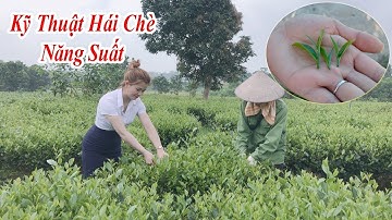 Quy Trình Kỹ Thuật Hái Chè  Làm Tăng Năng Suất, Chất Lượng  - Trà Tiên Lầu