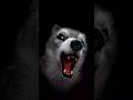 भ ड य स य र Shortfeed Bhediya Siyar Bhoot Cortoon Catdog भ ड य स य र Shortfeed Bhediya Siyar Bhoot Cortoon Catdog