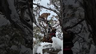 The dogs that started the addiction! Piper and Daisy. #hounds #hunting #dog #dogs #lion #cougar