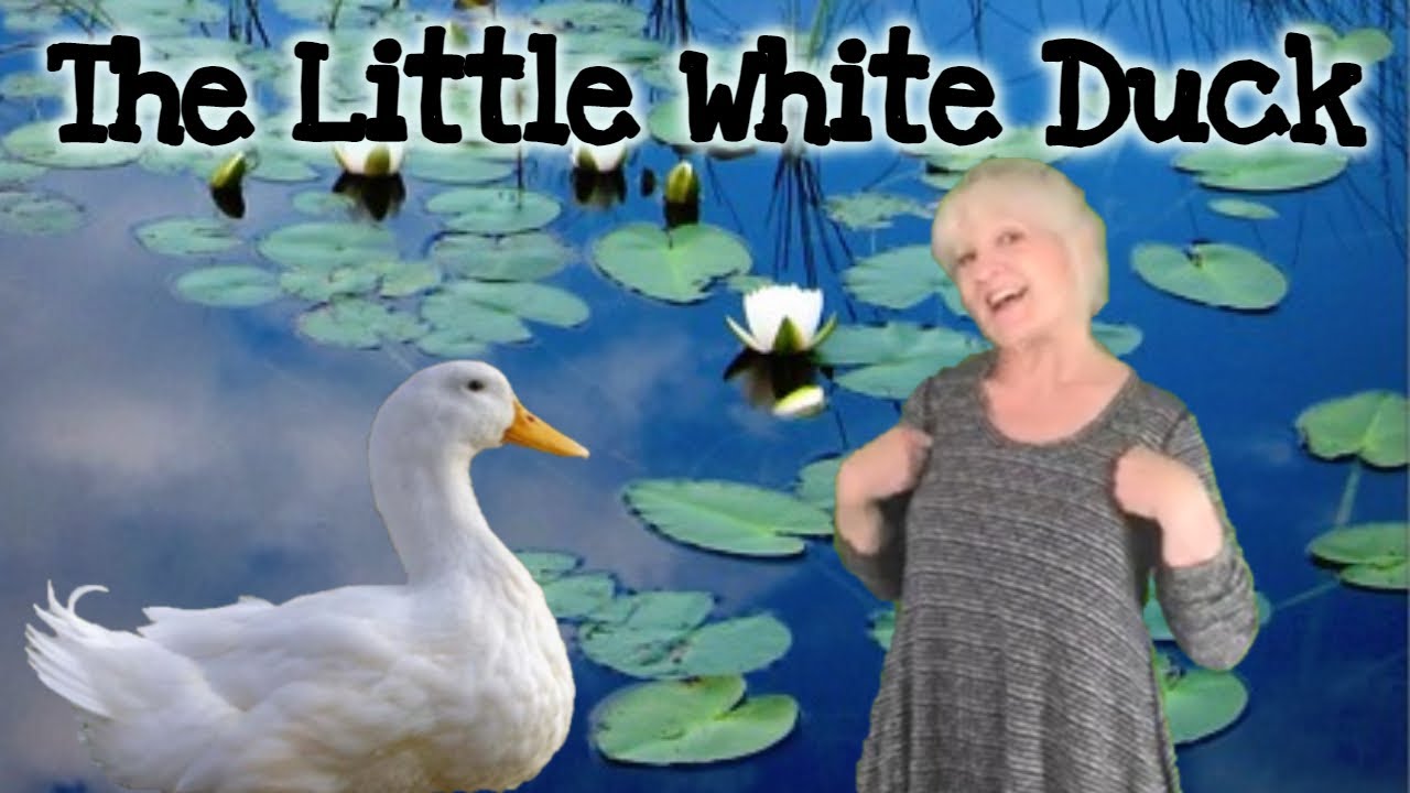 'Little White Duck' classic children's folk song for preschool and toddlers.