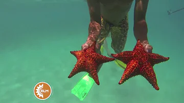 ¿Por qué no puedes tocar una estrella de mar?