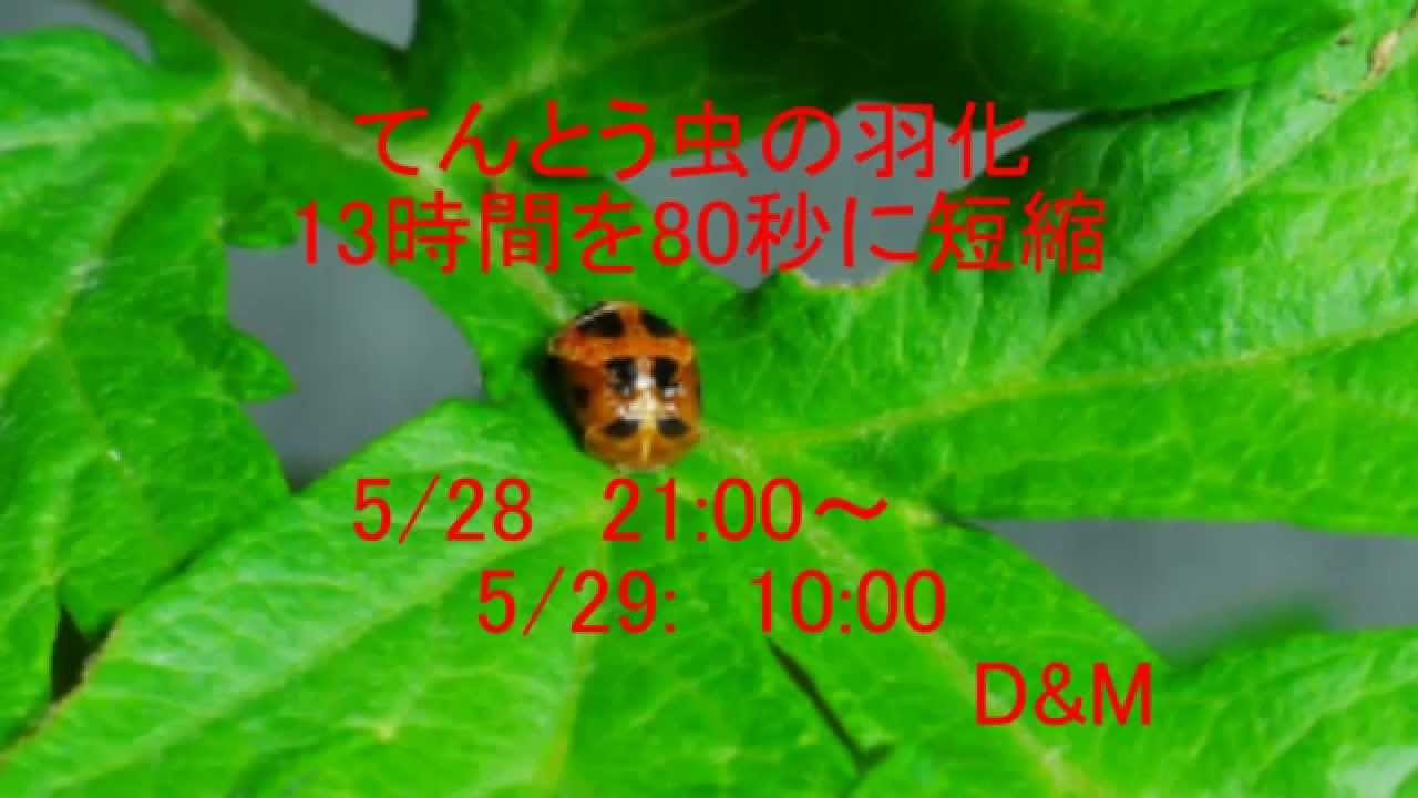 てんとう虫の羽化 13時間を80秒に短縮 微速度撮影 Youtube