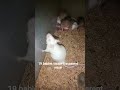 OMG world record mice 21 babies single parent my mice is 19 baby's #animals #rats #rodents #babymice