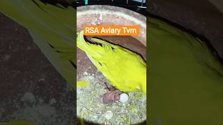 #lutino#red eye#budgies #chicks #kerala #birds #parrot