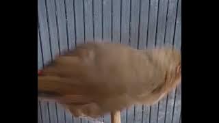 Burung LAngka, poksay kuda Slametensis