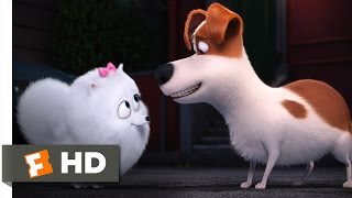 The Secret Life of Pets  You're In Love Scene (9/10) | Movieclips