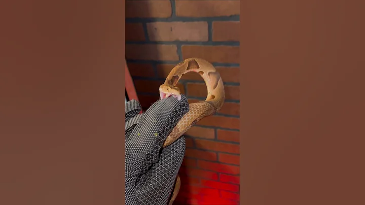 VENOMOUS Snake Vs Bite PROOF glove!