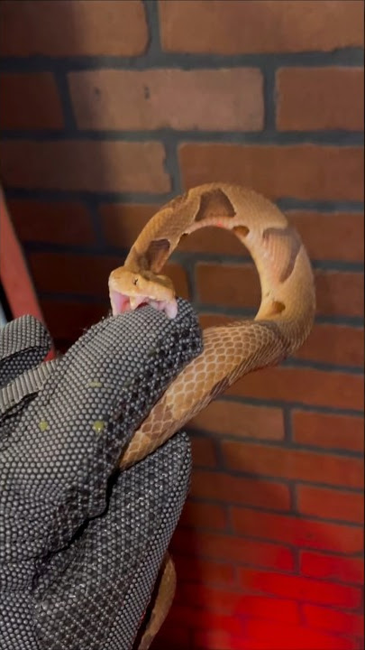 VENOMOUS Snake Vs Bite PROOF glove!