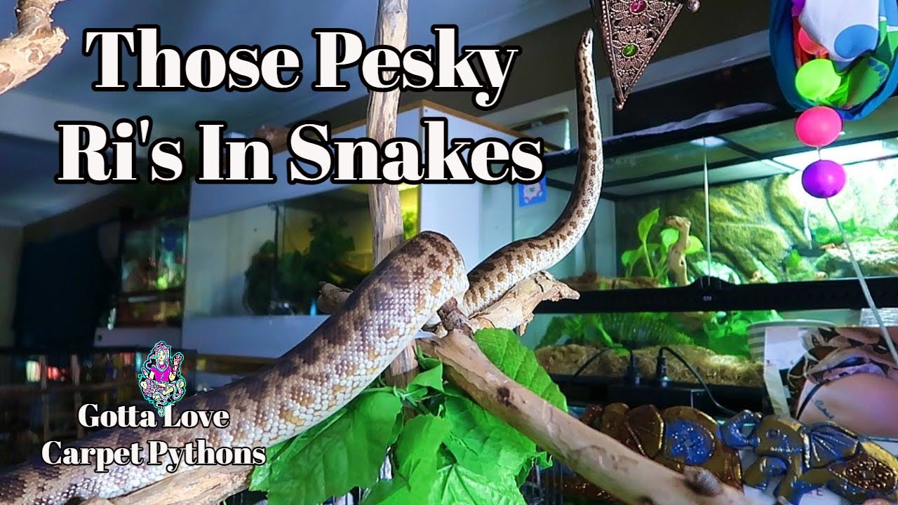 Treating Your Snakes Respiratory Infections At Home YouTube