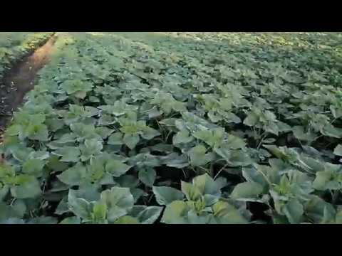 Нк Бріо міжряддя