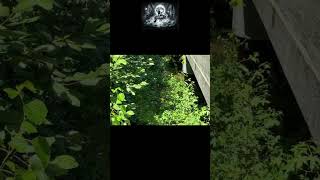 Area Where Elena Moore's Body Was Found!
