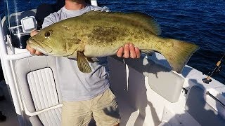 Offshore crystal river-big grouper